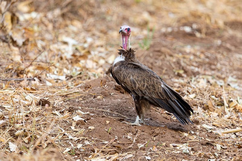 Black-capped vulture (Necrsoyrtes monachus) Zambia