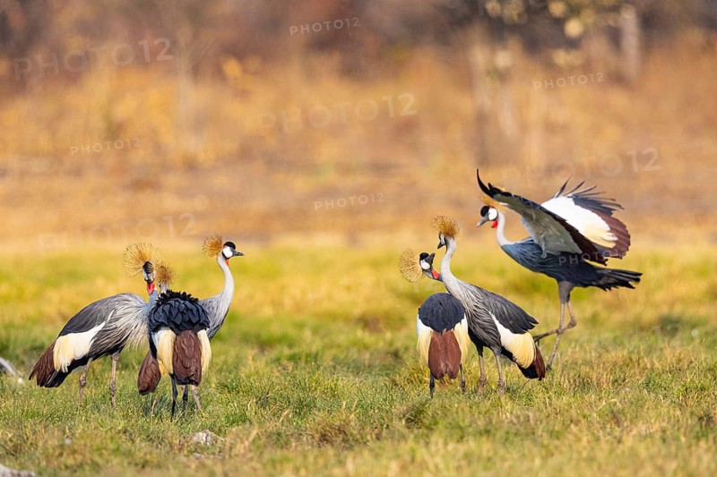 Crowned Crane (Balearica regulorum) Courtship behaviour Zambia