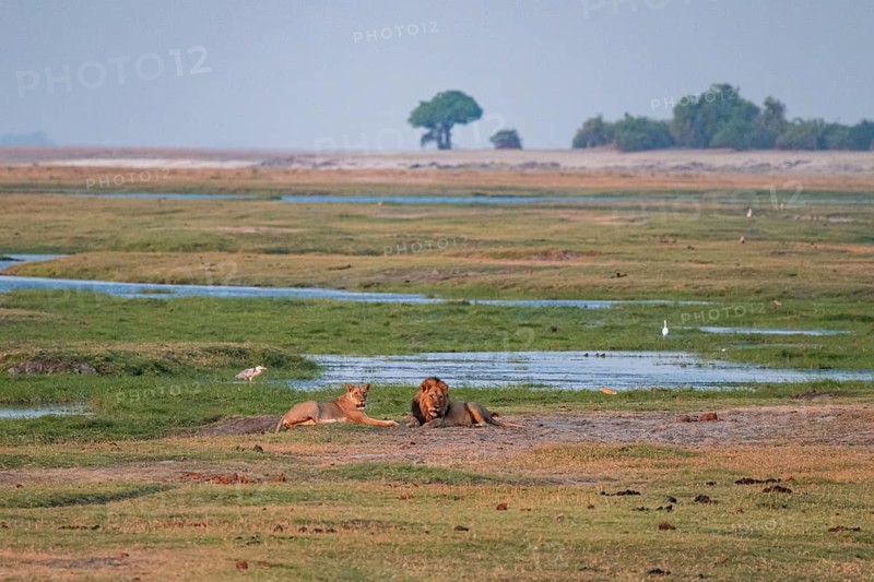 Maned lion and lioness, lion (Panthera leo), Ihaha, Chobe National Park, Botswana
