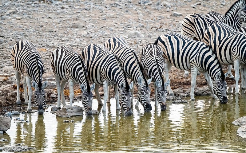 Herd of plains zebra (Equus quagga) at a waterhole, Etosha National Park, Namibia
