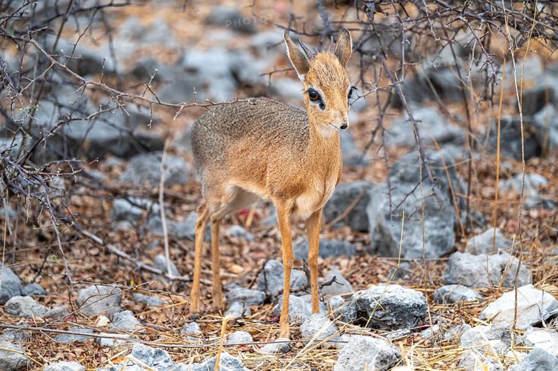 Damara dik-dik or kirk dik-dik (Madoqua kirkii), adult animal in the undergrowth, Etosha National Park, Namibia