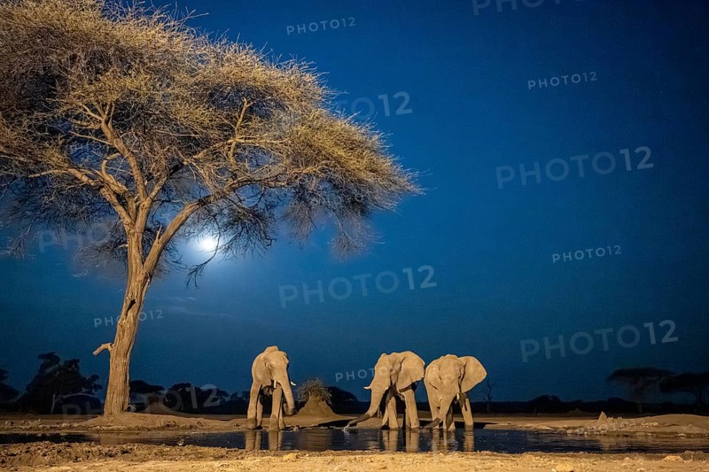 Waterhole at night, African elephants drinking, night view, Kasane, Botswana