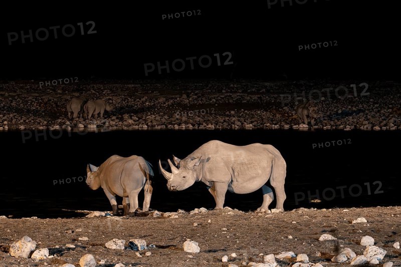 Night photograph, black rhino (Diceros bicornis) with young, Okaukuejo waterhole, Etosha National Park, Namibia