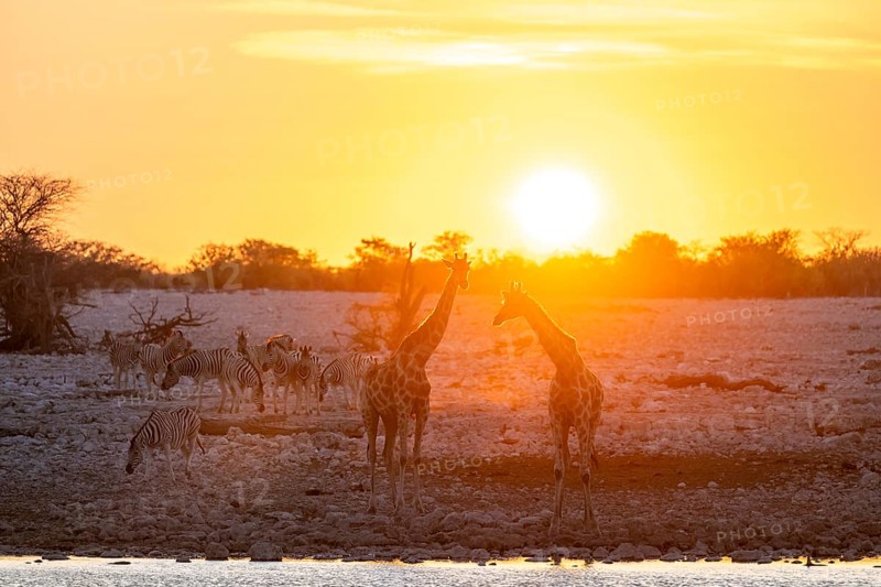 Angola giraffe (Giraffa giraffa angolensis), two giraffes in the backlight at sunset, atmospheric sunset, Okaukuejo waterhole, Etosha National Park, Namibia