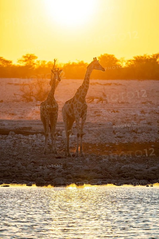 Angola giraffe (Giraffa giraffa angolensis), two giraffes in the backlight at sunset, atmospheric sunset, Okaukuejo waterhole, Etosha National Park, Namibia
