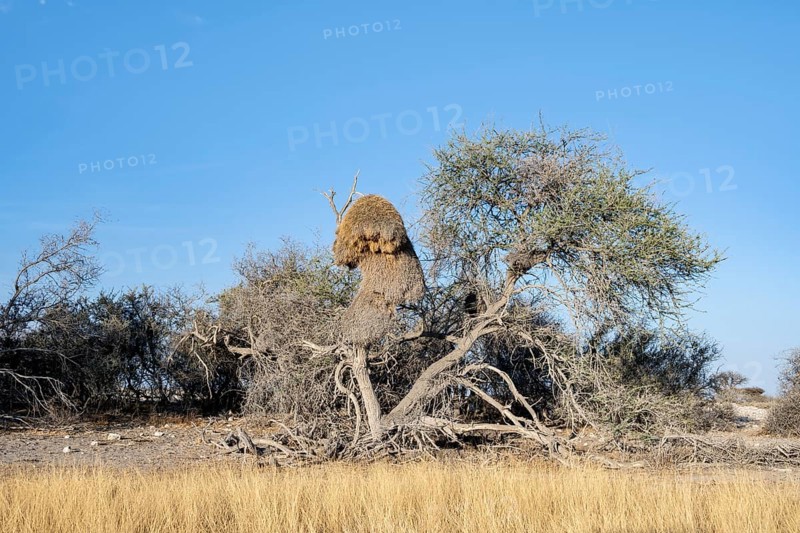 Camel's thorn tree (Acacia erioloba) with nest of the edible weaver, edible weaver (Philetairus socius), Etosha National Park, Namibia