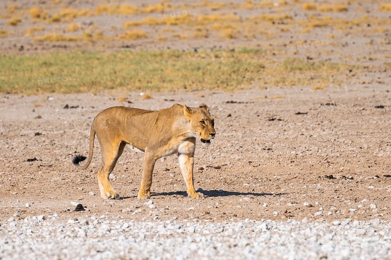 Lioness (Panthera leo), Etosha National Park, Namibia