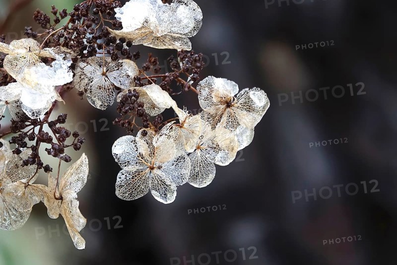 Hydrangea in winter, Germany