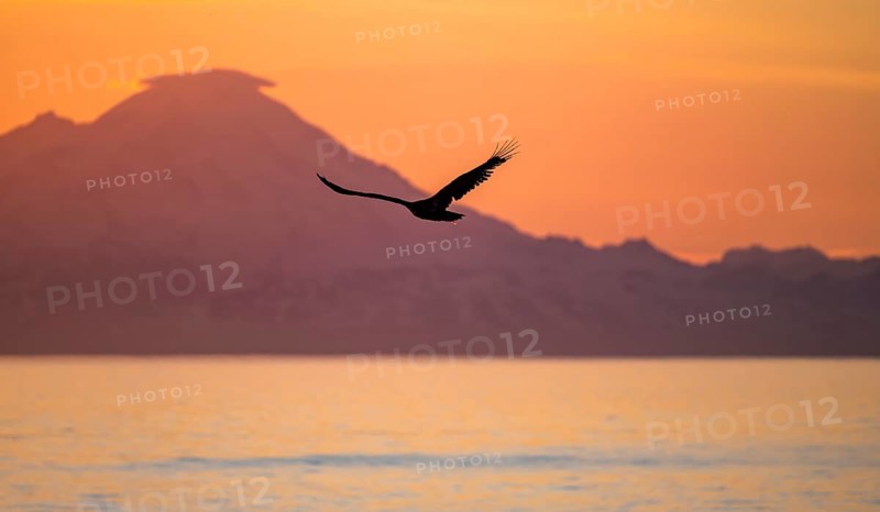 Bald eagle (Haliaeetus leucocephalus) flying in front of mountain silhouettes of the Aleutian chain with peak Mount Redoubt, at sunset, picturesque golden light of the midnight sun, Cook Inlet, Anchor Point, Anchor River State Recreation Area, Alaska, USA