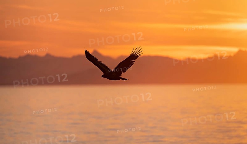 Bald eagle (Haliaeetus leucocephalus) flying in front of mountain silhouettes of the Aleutian chain, at sunset, picturesque golden light of the midnight sun, Cook Inlet, Anchor Point, Anchor River State Recreation Area, Alaska, USA