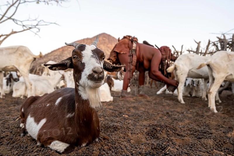Himba woman milking a goat, traditional Himba village, Kaokoveld, Kunene, Namibia