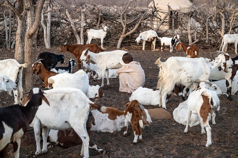 Himba child milking a goat, traditional Himba village, Kaokoveld, Kunene, Namibia