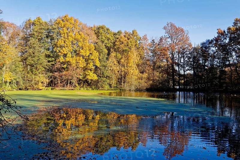 Autumn colors and algae on Sandbrack, a lake in the Kirchwerder district of Hamburg. Fünfhausen, Kirchwerder, Hamburg, Germany