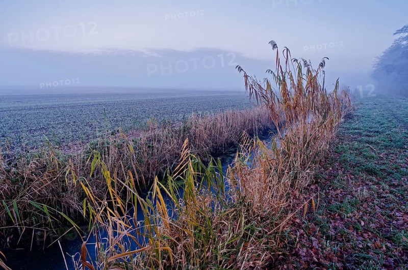 Winter landscape with reed at the Unterer Warwischer Wasserweg drainage trench in Hamburg's Vier- und Marschlanden. Kirchwerder, Hamburg, Germany