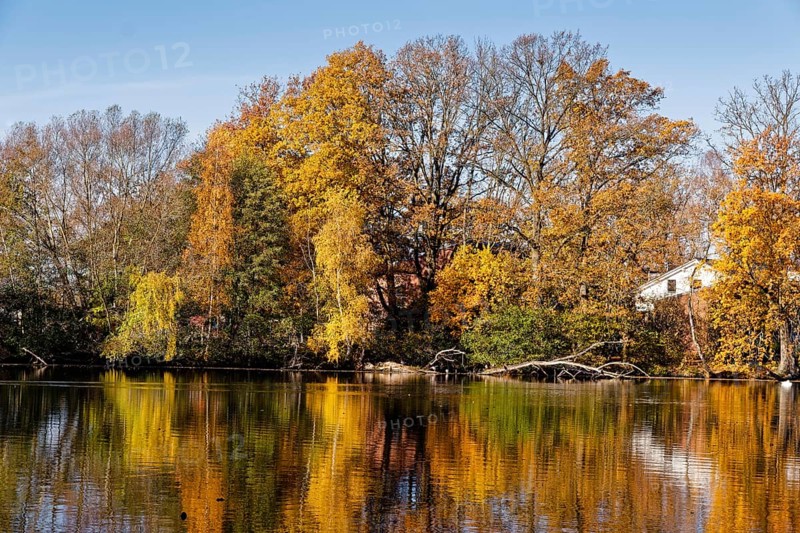 Trees in autumn colors on Sandbrack, a lake in the Kirchwerder district of Hamburg. Fünfhausen, Kirchwerder, Hamburg, Germany