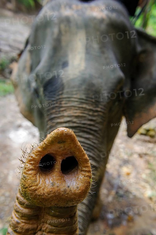 Indian elephant (Elephas maximus indicus) stretching its trunk towards the viewer, Thailand