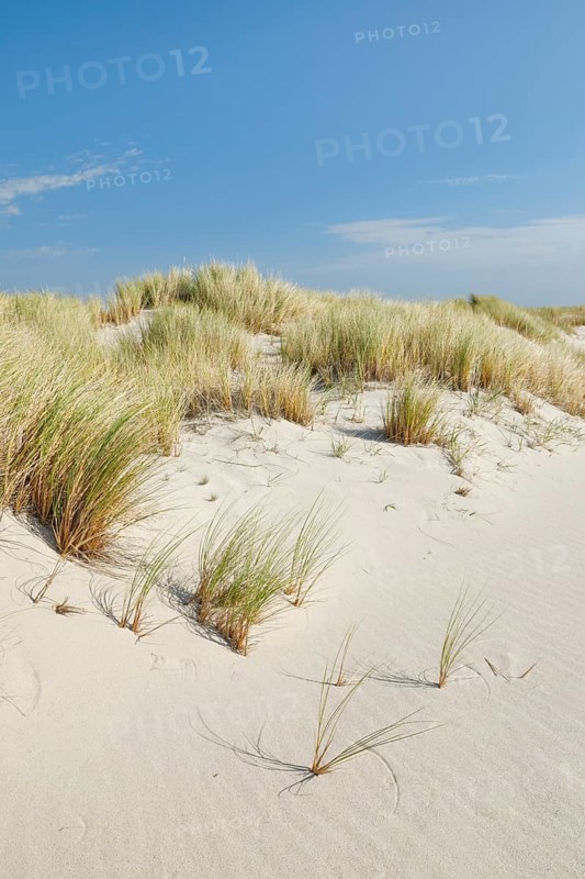 Sand dunes on the elbow on the island of Sylt, Germany