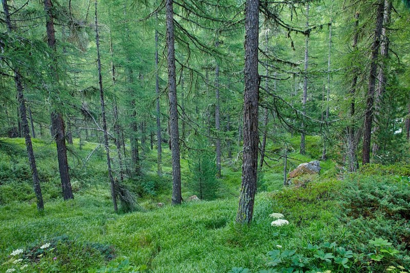 Lichen-covered larch forest in Val d'Hérens, Canton of Valais, Switzerland