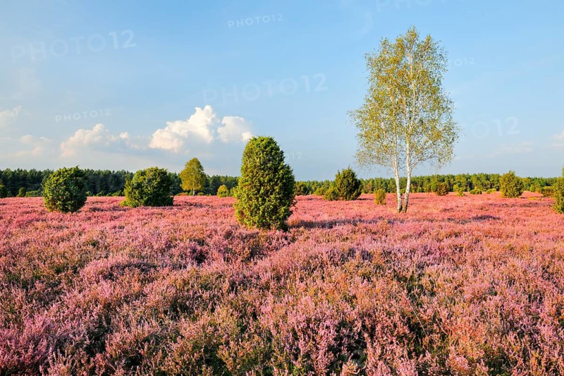 Birches and junipers in the blooming southern heath near Schmarbeck, Lower Saxony, Germany