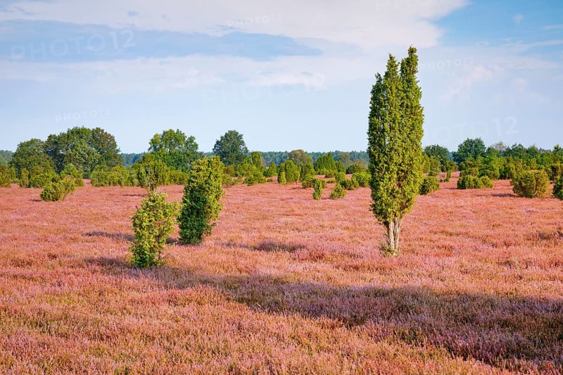 Juniper trees in the blooming southern heath near Schmarbeck, Lower Saxony, Germany