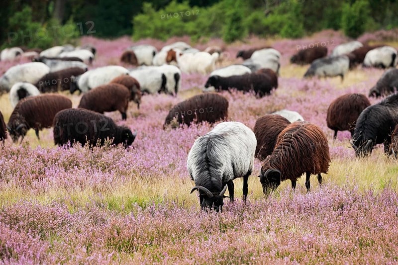 Heidschnucken eating in the midst of the blooming Lüneburger Heide, Lower Saxony, Germany