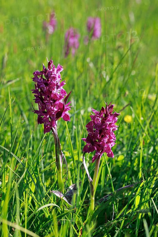 Blooming spotted orchid, Swiss Alps