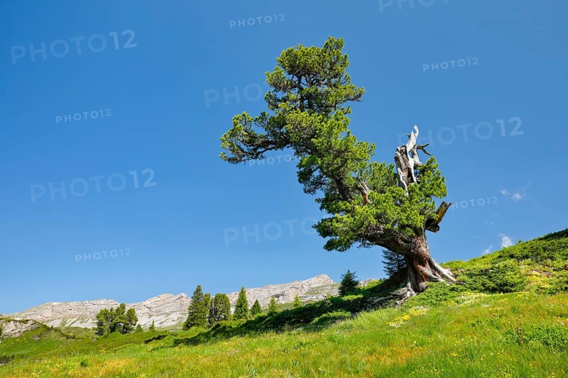 Old pine on Engstlenalp in Gental, Canton of Bern, Switzerland