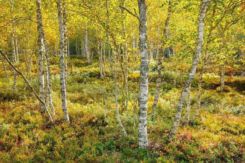 Birch forest and blueberry bushes in backlight, near Les Ponts-de-Martel in the canton of Neuchâtel, Switzerland