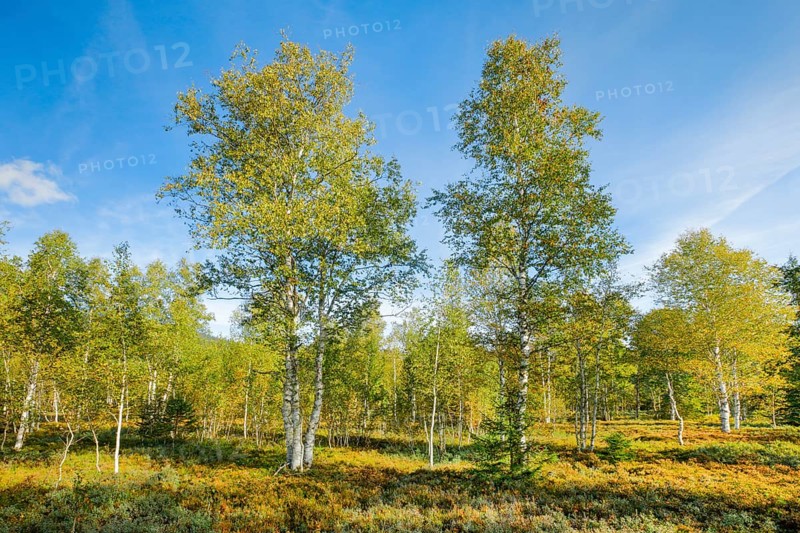 Large birch trees in early autumn with sunshine and blue sky, high moor near Les Ponts-de-Martel, Canton of Neuchâtel, Switzerland