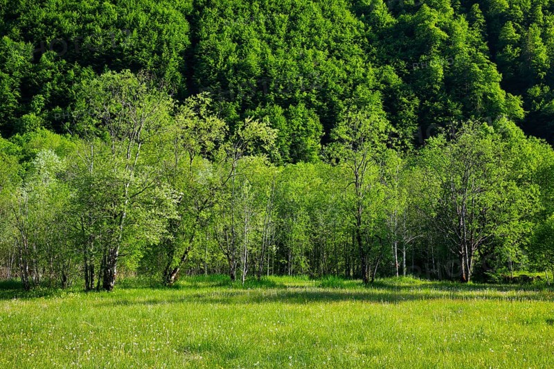 Birch and beech forest in Klöntal, Canton of Glarus, Switzerland