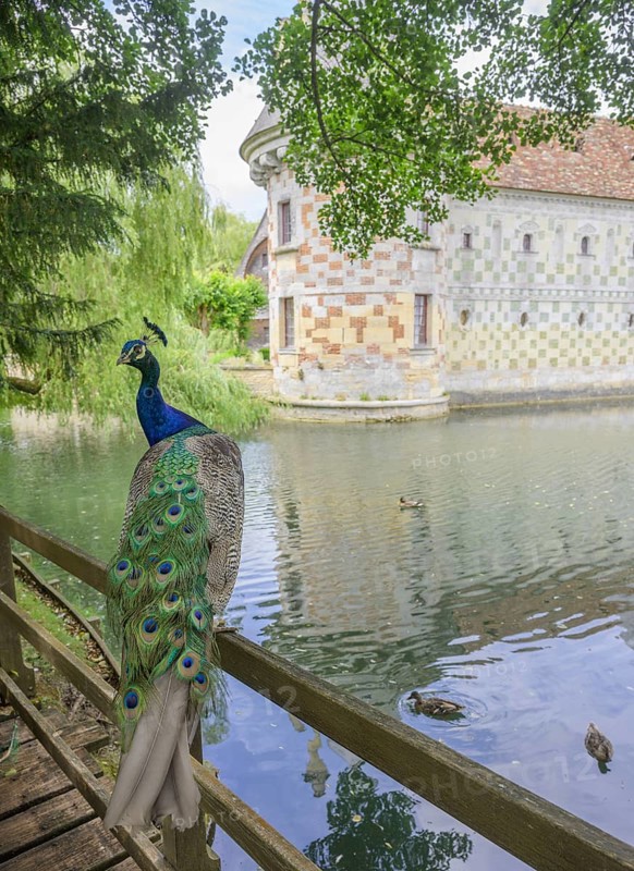 Indian peafowl (Pavo scalloped ribbonfish) at the castle of, Saint-Germain-de-Livet, Département Calvados, France
