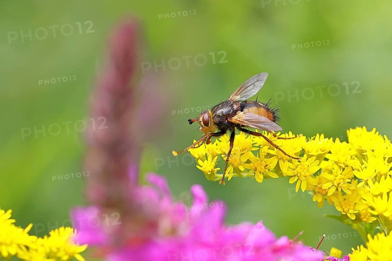 Hedgehog fly (Tachina fera), collecting nectar from a yellow flower of Solidago canadensis (Solidago canadensis), close-up, macro photograph, Wilnsdorf, North Rhine-Westphalia, Germany
