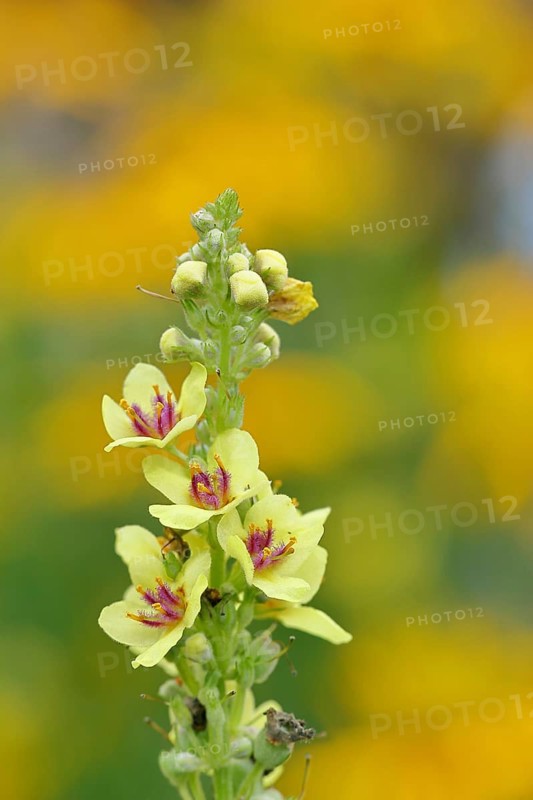 Dark mullein (Verbascum nigrum), flowers, inflorescence, in a natural garden, close-up, Wilnsdorf, North Rhine-Westphalia, Germany