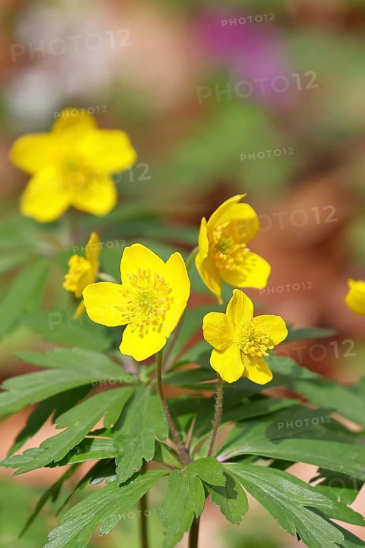 Yellow Anemone, Anemone ranunculoides, Yellow Wood Anemone, Anemone ranunculoides, in a beech forest, Wilnsdorf, North Rhine-Westphalia, Germany