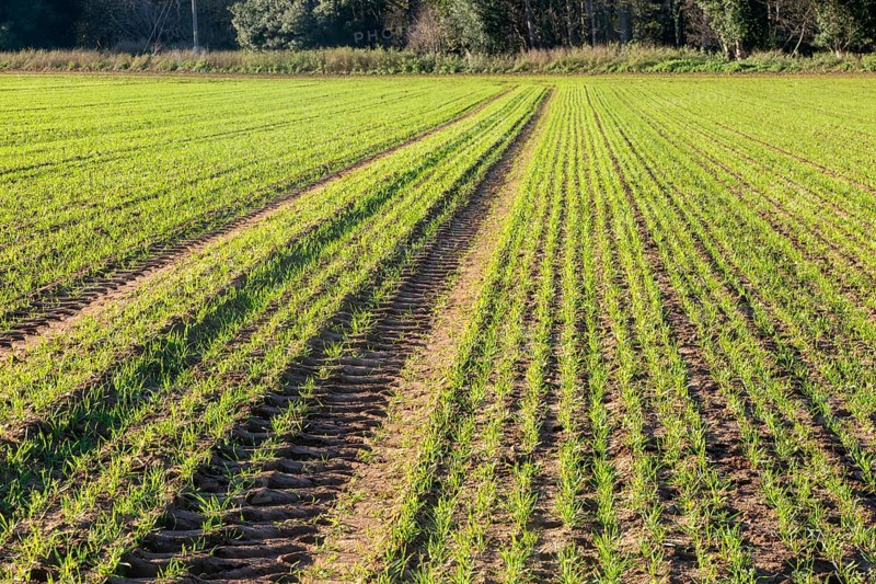 Green shoots of arable winter cereal crop growing in field rows down hillside, Shottisham, Suffolk, England, UK