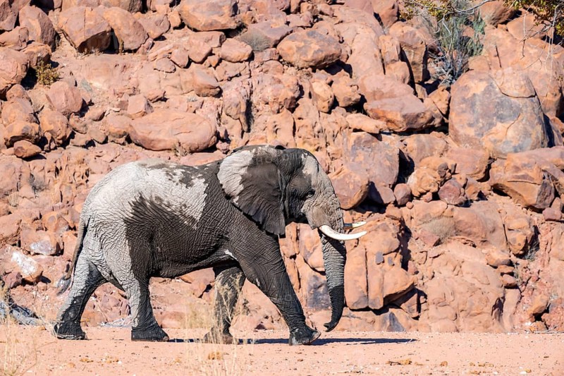 African elephant (Loxodonta africana), desert elephant, riverbed of the Ugab River, Damaraland, Erongo, Namibia