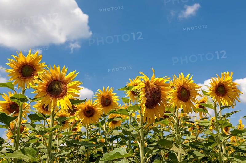 Sunflowers (Helianthus annuus), sunflower field, Palatinate, Rhineland-Palatinate, Germany