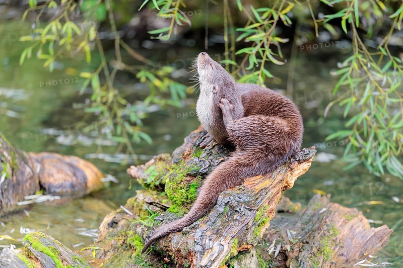 A Eurasian otter (Lutra lutra) grooms himself on a root of a tree with some moss on it lying in the water. Surrounded by water. Check Republic