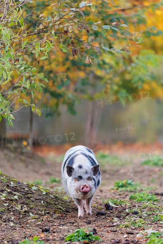 A Kunekune pig (sus scrofa domesticus), a domestic breed from New Zealand walks through a natural pasture. Captive, Austria