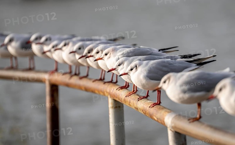 Black-headed gulls in winter dress, on a railing on the Rhine near Duisburg-Walsum, North Rhine-Westphalia, Germany