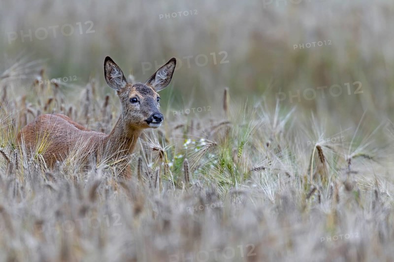 Doe (Capreolus capreolus) standing attentively in a barley field, eyes, summer coat, Germany