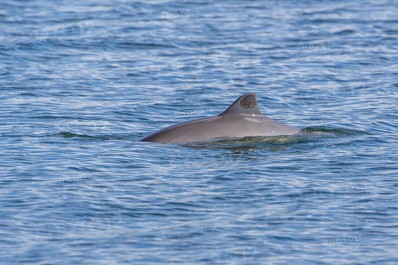 The Harbour porpoise (Phocoena phocoena) is a very small species of cetacean and, with a bit of luck, can be observed along the German North Sea and Baltic coasts, Denmark