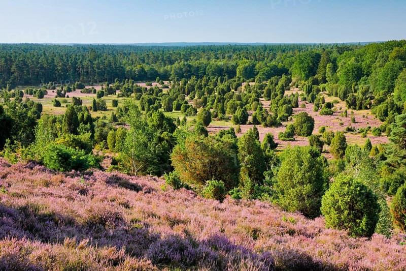 Trees and blooming heath near Steingrund in the Lüneburger Heide nature park Park, Lower Saxony, Germany