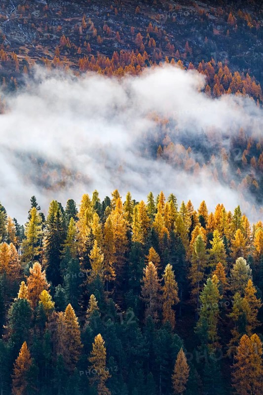 Coniferous forest with larch and spruce trees crossed by clouds of fog, Engadin, Canton of Graubünden, Switzerland