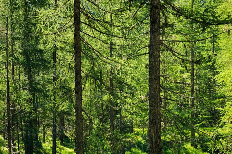 Lichen-covered larch forest in Val d'Hérens, Canton of Valais, Switzerland