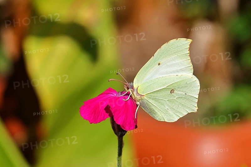 Lemon moth (Gonepteryx rhamny) on crown light clove or vexier clove (Lychnis coronaria), in a natural garden, Wilnsdorf, North Rhine-Westphalia, Germany