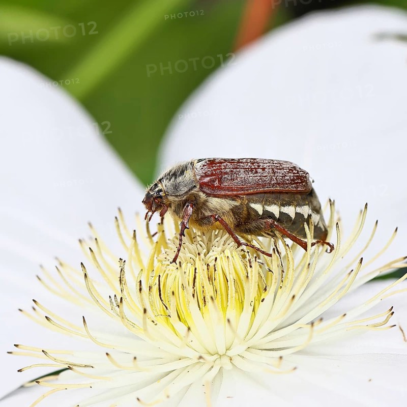 May beetle, field may beetle (Melolontha melolontha), female on the flower of clematis (Clematis), Wilnsdorf, North Rhine-Westphalia, Germany