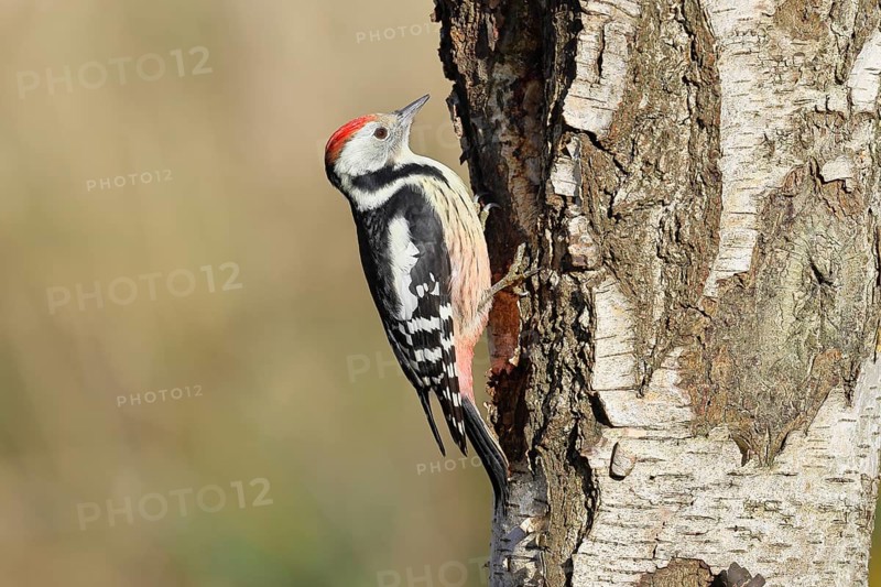 Middle woodpecker (Dendrocopos medius), foraging on the trunk of a common birch (Betula pendula), wildlife, woodpeckers, nature photography, autumn, Wilnsdorf, North Rhine-Westphalia, Germany