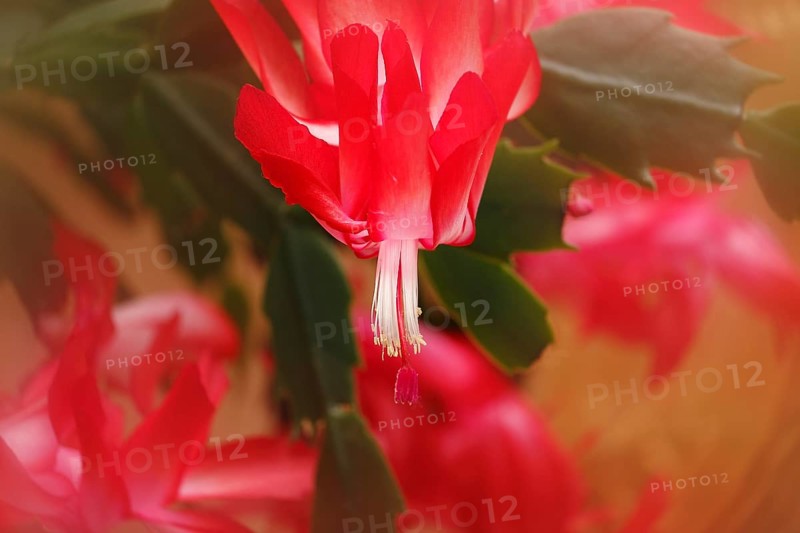 Christmas cactus (Schlumbergera truncata), blossoms, in studio, with alienation, North Rhine-Westphalia, Germany
