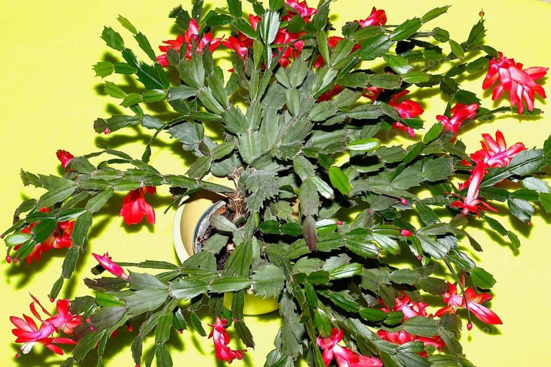 Christmas cactus (Schlumbergera truncata), with many flowers, from above, green background, North Rhine-Westphalia, Germany